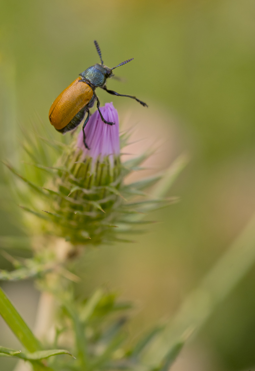 sempre piu'' in alto